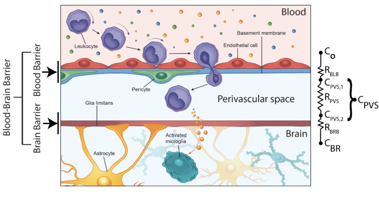 Assessing the Permeability of Two Barriers in the Post-capillary Neurovascular Unit Part 1: The Problem Statement